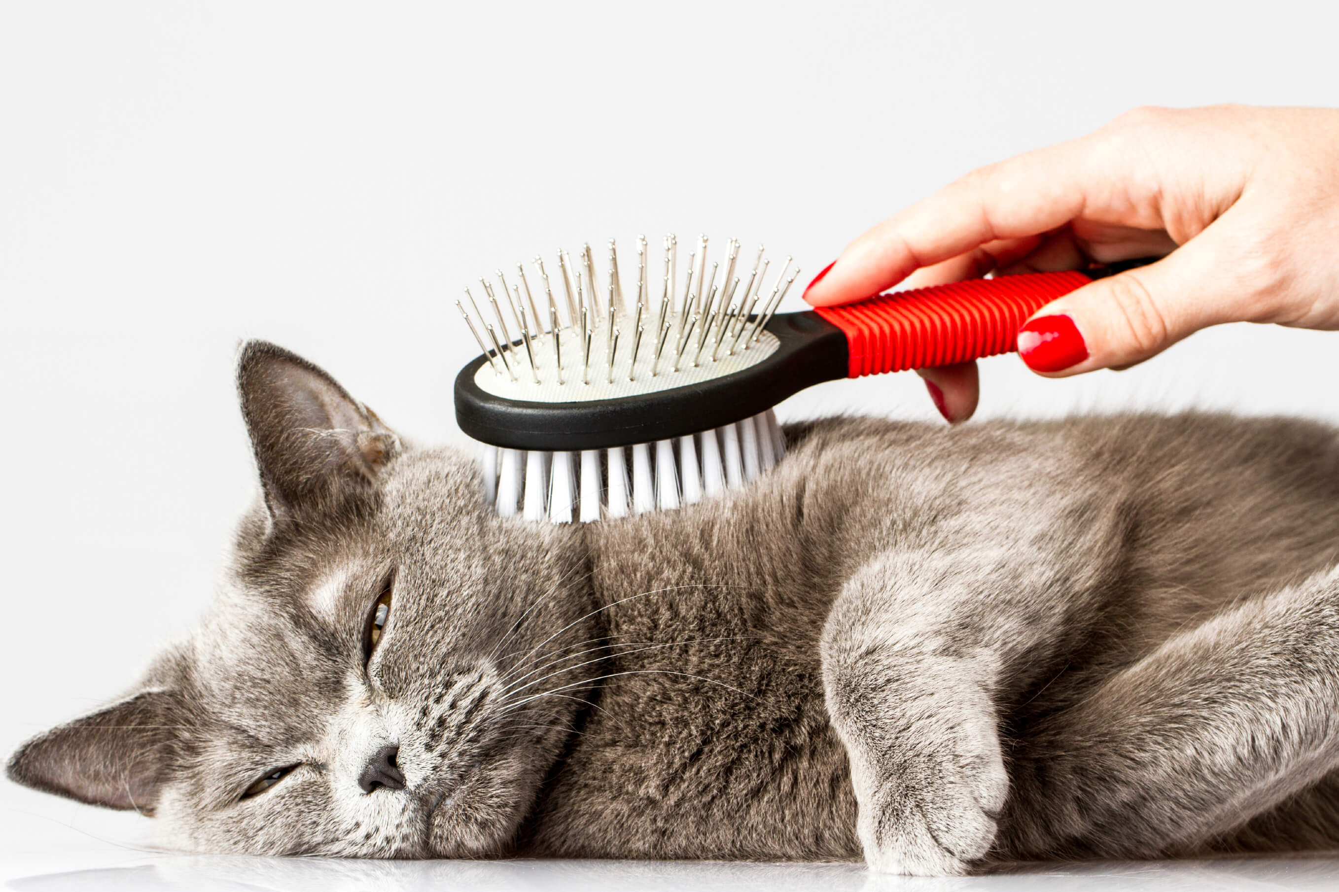 cat grooming in elliot maine